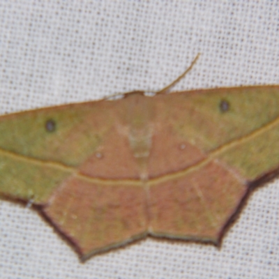 Traminda aventiaria (A Geometer moth) at Sheldon, QLD - 30 Mar 2007 by PJH123