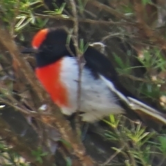 Petroica goodenovii (Red-capped Robin) at Birrigai - 28 Feb 2014 by JohnBundock