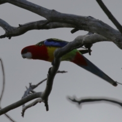 Platycercus eximius (Eastern Rosella) at Gordon, ACT - 21 Jul 2023 by RodDeb