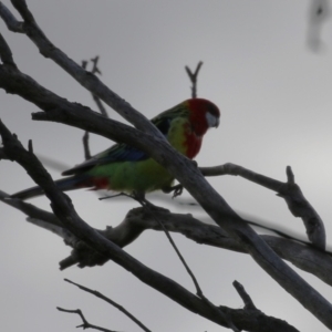 Platycercus eximius at Gordon, ACT - 21 Jul 2023