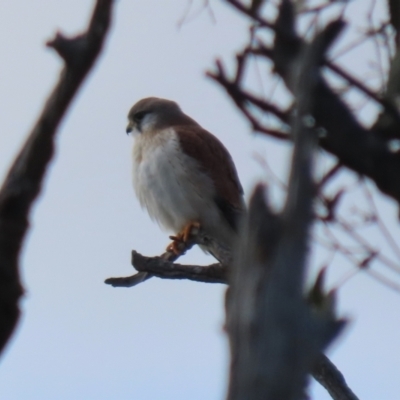 Falco cenchroides (Nankeen Kestrel) at Gordon, ACT - 21 Jul 2023 by RodDeb