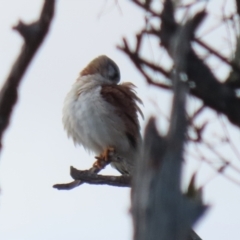 Falco cenchroides at Gordon, ACT - 21 Jul 2023