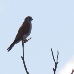 Falco cenchroides at Gordon, ACT - 21 Jul 2023 02:09 PM