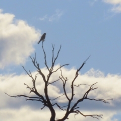 Falco cenchroides at Gordon, ACT - 21 Jul 2023