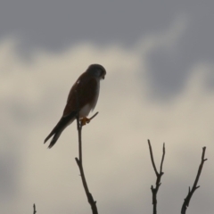 Falco cenchroides at Gordon, ACT - 21 Jul 2023