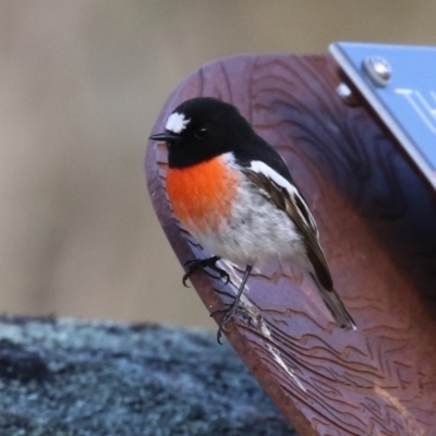 Petroica boodang (Scarlet Robin) at Booth, ACT - 21 Jul 2023 by RodDeb