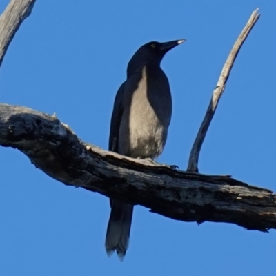 Strepera versicolor (Grey Currawong) at Block 402 - 17 Apr 2023 by RobG1