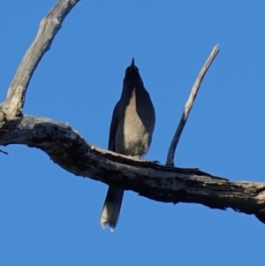 Strepera versicolor at Stromlo, ACT - 17 Apr 2023