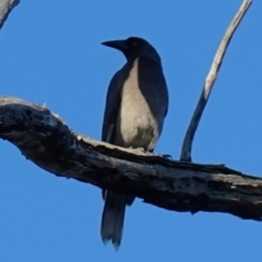 Strepera versicolor at Stromlo, ACT - 17 Apr 2023