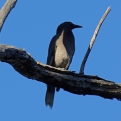 Strepera versicolor at Stromlo, ACT - 17 Apr 2023