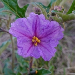 Solanum cinereum (Narrawa Burr) at Block 402 - 17 Apr 2023 by RobG1