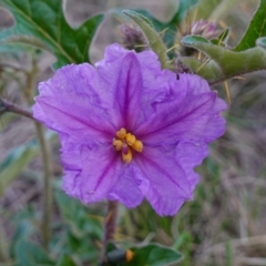 Solanum cinereum (Narrawa Burr) at Denman Prospect 2 Estate Deferred Area (Block 12) - 17 Apr 2023 by RobG1