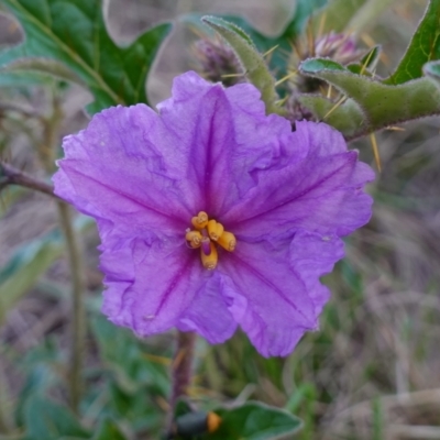 Solanum cinereum (Narrawa Burr) at Denman Prospect 2 Estate Deferred Area (Block 12) - 17 Apr 2023 by RobG1