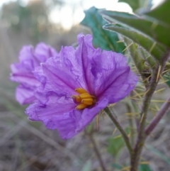 Solanum cinereum at Denman Prospect, ACT - 17 Apr 2023