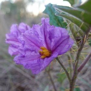 Solanum cinereum at Denman Prospect, ACT - 17 Apr 2023