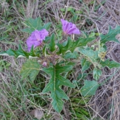 Solanum cinereum at Denman Prospect, ACT - 17 Apr 2023 05:10 PM