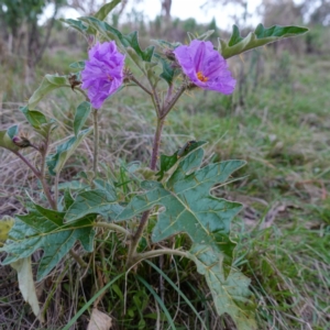 Solanum cinereum at Denman Prospect, ACT - 17 Apr 2023