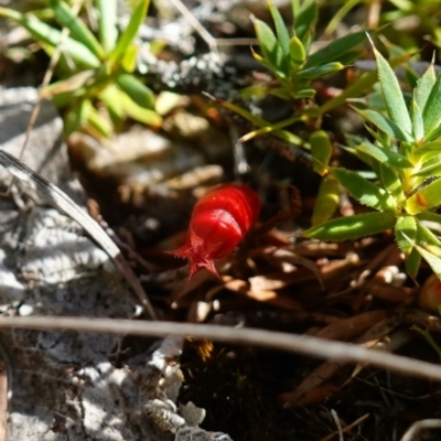 Astroloma humifusum (Cranberry Heath) at Stromlo, ACT - 18 Apr 2023 by RobG1