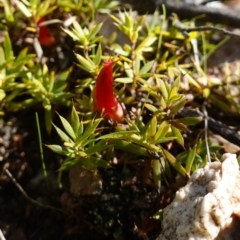 Styphelia humifusum at Stromlo, ACT - 18 Apr 2023