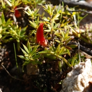 Styphelia humifusum at Stromlo, ACT - 18 Apr 2023