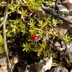 Styphelia humifusum at Stromlo, ACT - 18 Apr 2023 12:37 PM