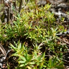 Styphelia humifusum at Stromlo, ACT - 18 Apr 2023