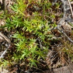 Styphelia humifusum at Stromlo, ACT - 18 Apr 2023