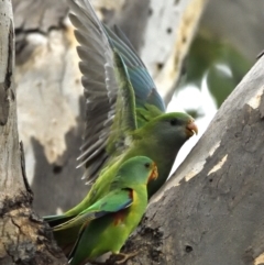 Lathamus discolor (Swift Parrot) at Campbell, ACT - 11 May 2022 by davidcunninghamwildlife