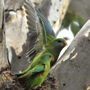 Lathamus discolor at Campbell, ACT - suppressed