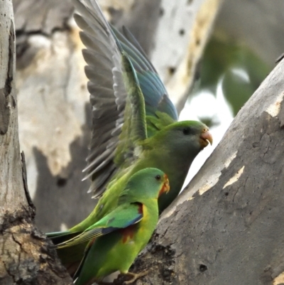 Lathamus discolor (Swift Parrot) at Campbell, ACT - 10 May 2022 by davidcunninghamwildlife