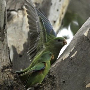 Lathamus discolor at Campbell, ACT - suppressed