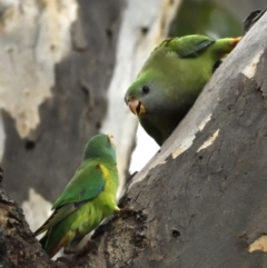 Lathamus discolor at Campbell, ACT - suppressed