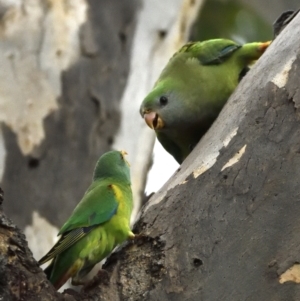 Lathamus discolor at Campbell, ACT - suppressed