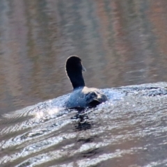 Fulica atra (Eurasian Coot) at Mongarlowe, NSW - 21 Jul 2023 by LisaH