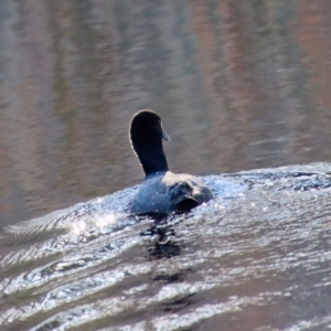 Fulica atra at Mongarlowe, NSW - suppressed