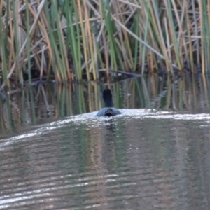 Fulica atra at Mongarlowe, NSW - suppressed