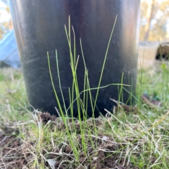 Romulea rosea var. australis (Onion Grass) at Cantor Crescent Woodland, Higgins - 21 Jul 2023 by Untidy