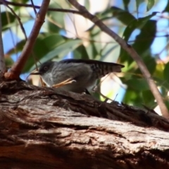 Daphoenositta chrysoptera (Varied Sittella) at Broulee Moruya Nature Observation Area - 21 Jul 2023 by LisaH