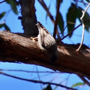 Daphoenositta chrysoptera at Moruya, NSW - 21 Jul 2023