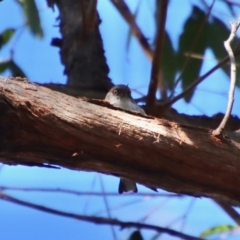 Daphoenositta chrysoptera at Moruya, NSW - 21 Jul 2023