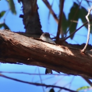 Daphoenositta chrysoptera at Moruya, NSW - 21 Jul 2023
