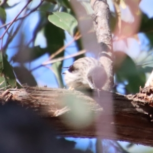 Daphoenositta chrysoptera at Moruya, NSW - suppressed