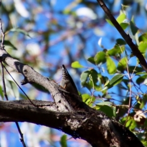 Daphoenositta chrysoptera at Moruya, NSW - suppressed