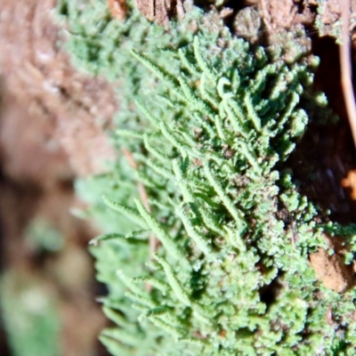 Unidentified Lichen, Moss or other Bryophyte at Moruya, NSW - 21 Jul 2023 by LisaH