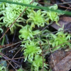 Unidentified Lichen, Moss or other Bryophyte at Moruya, NSW - 21 Jul 2023 by LisaH