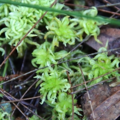 Unverified Lichen, Moss or other Bryophyte by LisaH