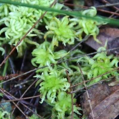 Unidentified Lichen, Moss or other Bryophyte at Moruya, NSW - 21 Jul 2023 by LisaH