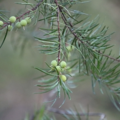 Persoonia linearis (Narrow-leaved Geebung) at Broulee Moruya Nature Observation Area - 20 Jul 2023 by LisaH