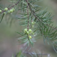 Persoonia linearis (Narrow-leaved Geebung) at Moruya, NSW - 20 Jul 2023 by LisaH