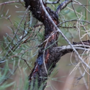 Persoonia linearis at Moruya, NSW - suppressed